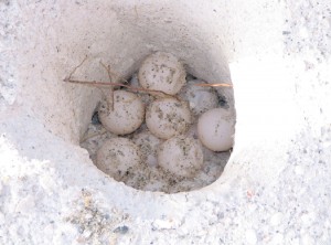 Sea Turtle Eggs